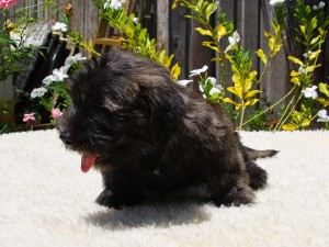 Dublainn  Brindle male