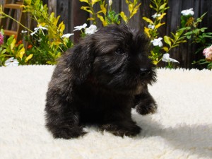 Maebh  Brindle female
