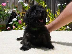 Riordan Brindle male