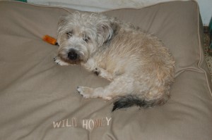Romainville Wild Honey Wheaten femaleSire: Bailielands BB BenDam: Romainville Rhian
